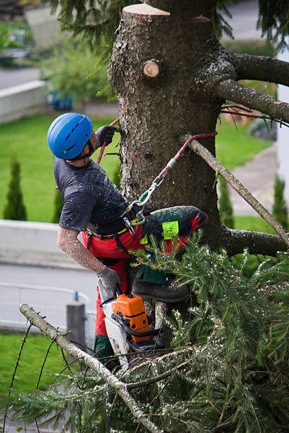 Best Emergency Tree Removal  in Mulgee, OK