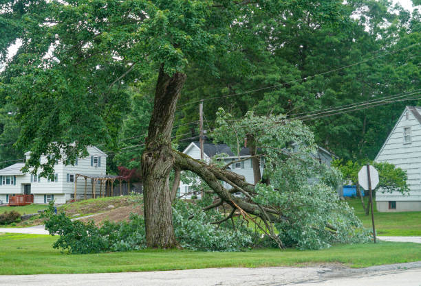 Best Tree Removal Service  in Mulgee, OK