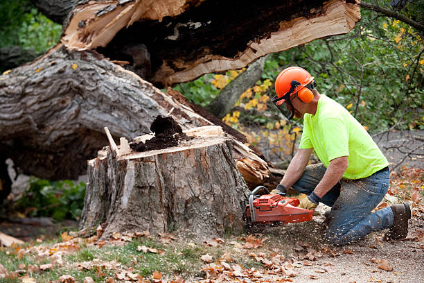 Why Choose Our Tree Removal Services in Okmulgee, OK?